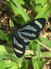 Agyrta