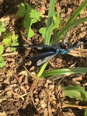 Agyrta