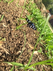 Agyrta