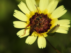 Stenopterus mauritanicus