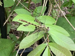 Arigomphus