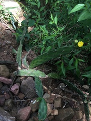 Opuntia anacantha