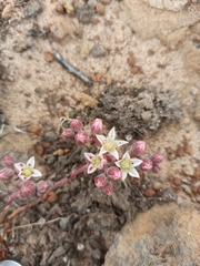 Dudleya crassifolia