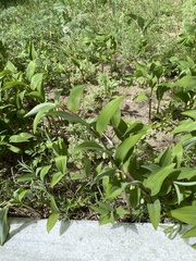 Polygonatum odoratum
