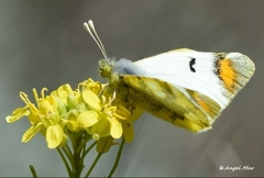 Zegris eupheme