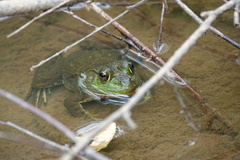 Lithobates catesbeianus