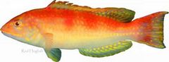 Red Hogfish photo 2