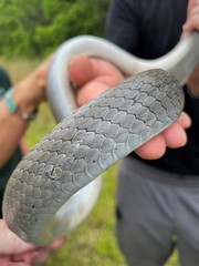 Coluber constrictor latrunculus