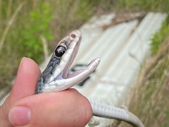 Coluber constrictor latrunculus
