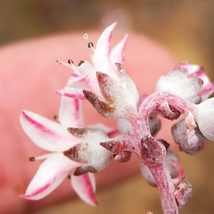 Dudleya crassifolia