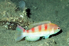 Red Hogfish photo 3