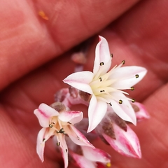 Dudleya crassifolia