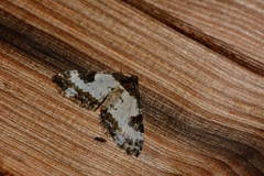 Melanthia procellata