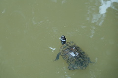 Trachemys scripta