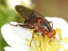 Hammerschmidtia rufa
