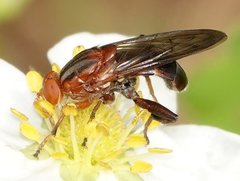 Hammerschmidtia rufa