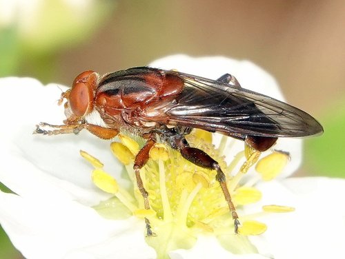 Hammerschmidtia rufa (Williston, 1882)