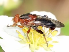Hammerschmidtia rufa