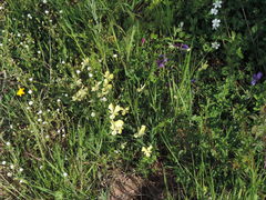 Viola etrusca