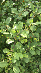 Rhamnus cathartica