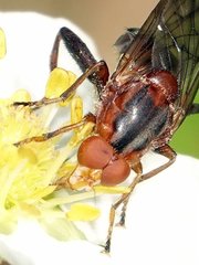 Hammerschmidtia rufa