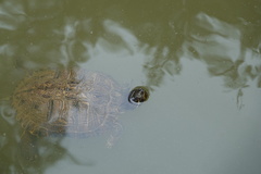 Trachemys scripta