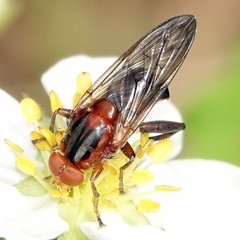 Hammerschmidtia rufa