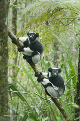 Indri indri