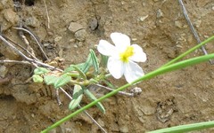 Helianthemum asperum