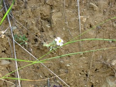 Helianthemum asperum