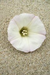 Calystegia macrostegia macrostegia