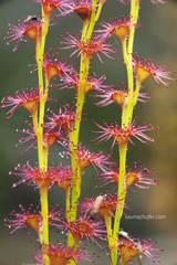 Drosera platypoda