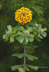 Gastrolobium bilobum