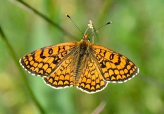 Melitaea deione
