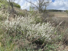Spiraea aquilegifolia