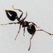 Crematogaster parapilosa - Photo (c) Joshua Doby,  זכויות יוצרים חלקיות (CC BY-NC), uploaded by Joshua Doby