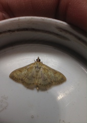 Paratalanta pandalis