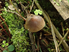 Mycena viridimarginata