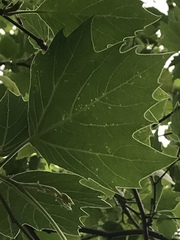 Platanus occidentalis