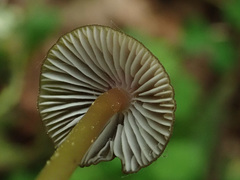 Mycena viridimarginata