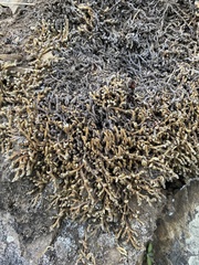 Selaginella rupestris