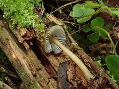 Mycena viridimarginata