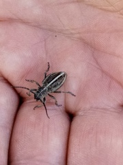 Dorcadion holosericeum