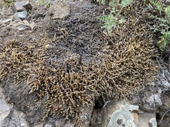 Selaginella rupestris