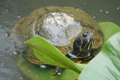 Deirochelyinae