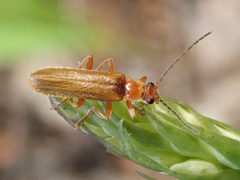 Cantharis rufa