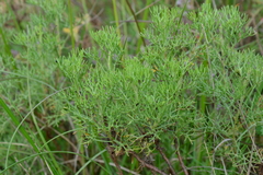 Artemisia alba