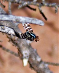 Pterotaenia fasciata