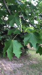 Acer platanoides
