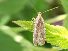 Agonopterix hypericella